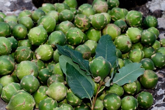 5 Efek Samping Manjakani untuk Rahim dan Cara Aman Menggunakannya - Alodokter