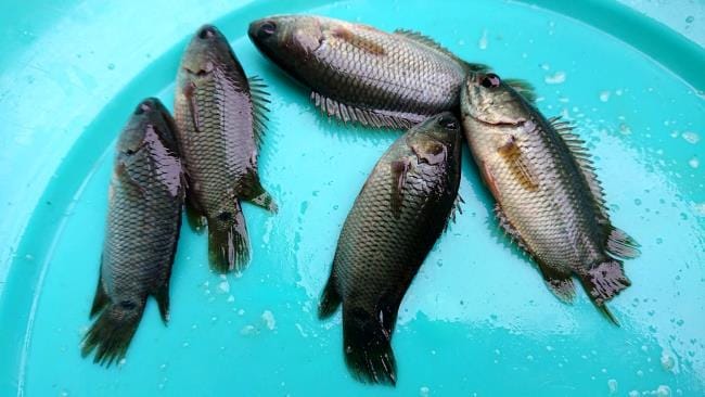 Ikan Betok, Kandungan Gizi, Manfaat, dan Tips Pengolahannya - Alodokter