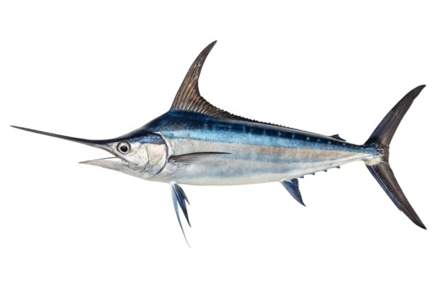 Ikan Todak, Ini Kandungan Gizi dan Manfaatnya untuk Kesehatan - Alodokter