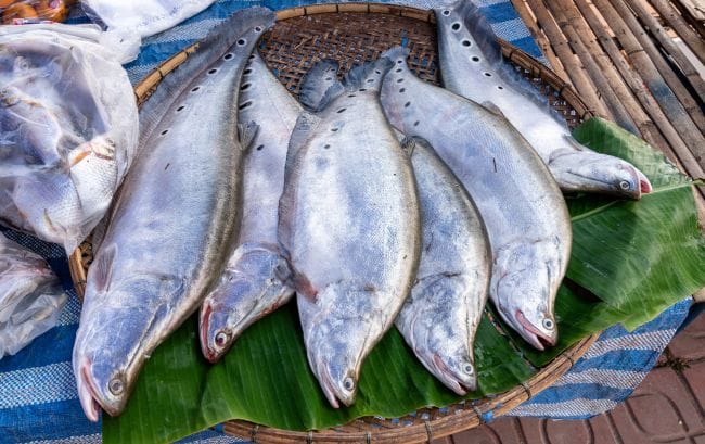 Ikan Belida, Sumber Protein Air Tawar yang Lezat dan Kaya Manfaat - Alodokter