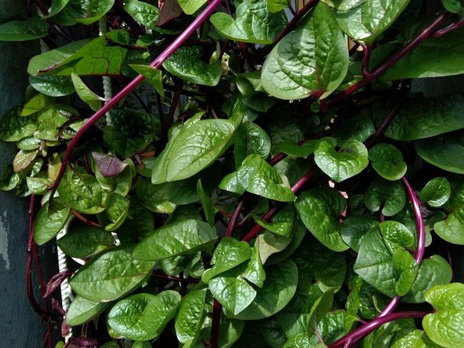 Pantangan Minum Daun Binahong, Ini yang Perlu Diketahui - Alodokter