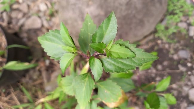 6 Khasiat Daun Kumis Kucing dan Cara Aman Mengonsumsinya - Alodokter