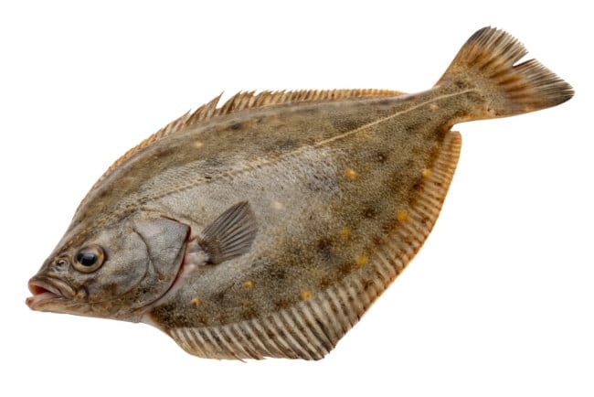 Ikan Sebelah, Ini Kandungan Gizi dan Manfaatnya untuk Kesehatan - Alodokter