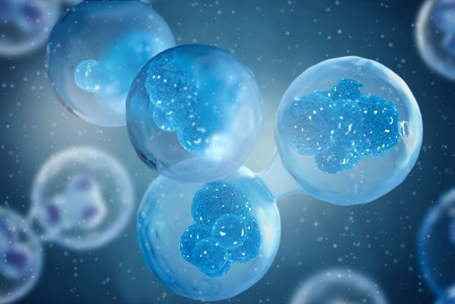 Memahami Pembelahan Amitosis yang Penting dalam Proses Kehidupan - Alodokter