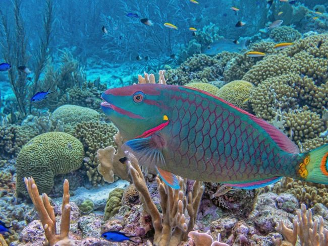 Ikan Kakatua, Ketahui Nutrisi dan Manfaat di Balik Warna Cantiknya - Alodokter