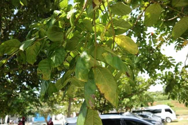 Daun Jati Belanda, Kenali Manfaatnya untuk Kesehatan - Alodokter