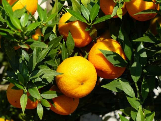 5 Manfaat Daun Jeruk untuk Kesehatan yang Jarang Diketahui - Alodokter