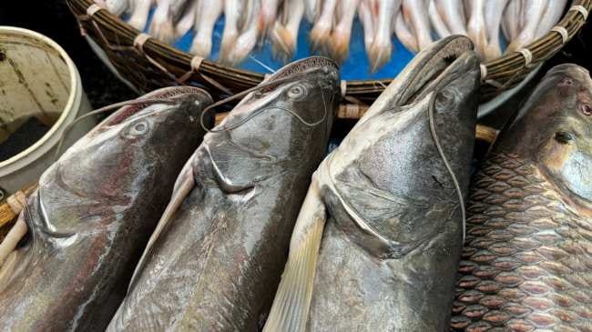 Ikan Tapah, Ketahui Manfaat dan Cara Mengonsumsinya - Alodokter