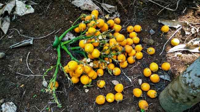 Pinang Muda, Inilah Manfaat dan Cara Aman Mengonsumsinya - Alodokter