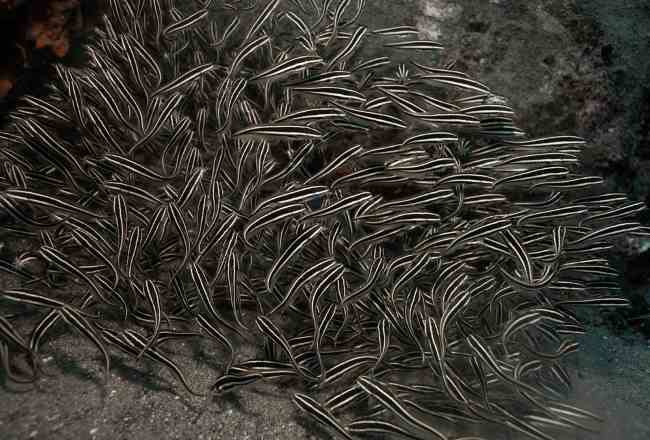 Ikan Sembilang, Kandungan Gizi, Manfaat, dan Tips Mengonsumsinya - Alodokter