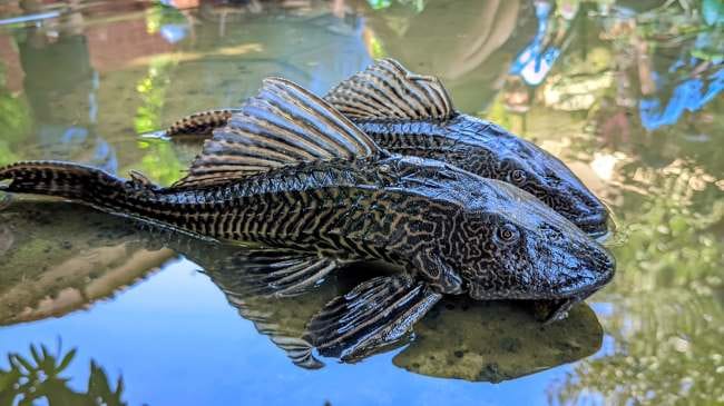 Bahaya Ikan Sapu Sapu: Kenapa Hama & Apakah Bisa Dimakan?