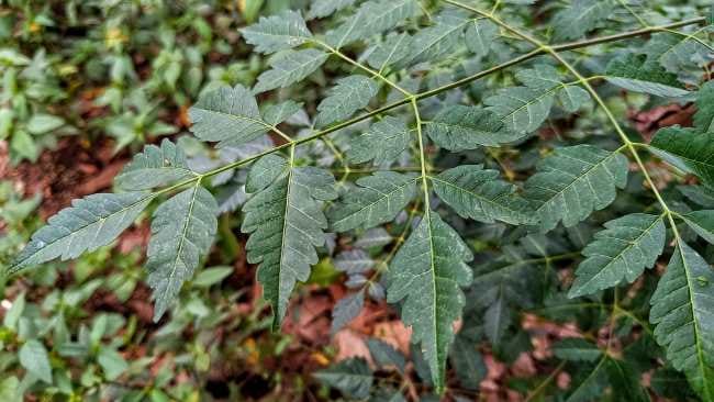 Daun Mindi, Ini Manfaat hingga Cara Mengolahnya dengan Benar - Alodokter
