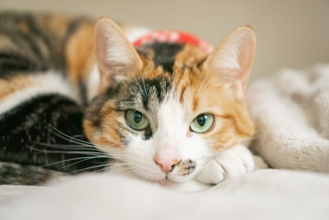 Kucing Calico, Inilah Ciri Khas dan Cara Merawatnya - Alodokter