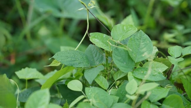Daun Sembukan, Inilah Manfaat dan Cara Mengolahnya - Alodokter