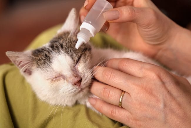 Virus Kucing, Inilah Jenis dan Cara Mencegah Penularannya - Alodokter