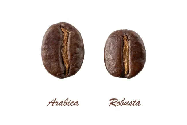 Ilustrasi perbedaan biji kopi Arabika dan Robusta yang menentukan karakter rasa seduhan V60 rumahan