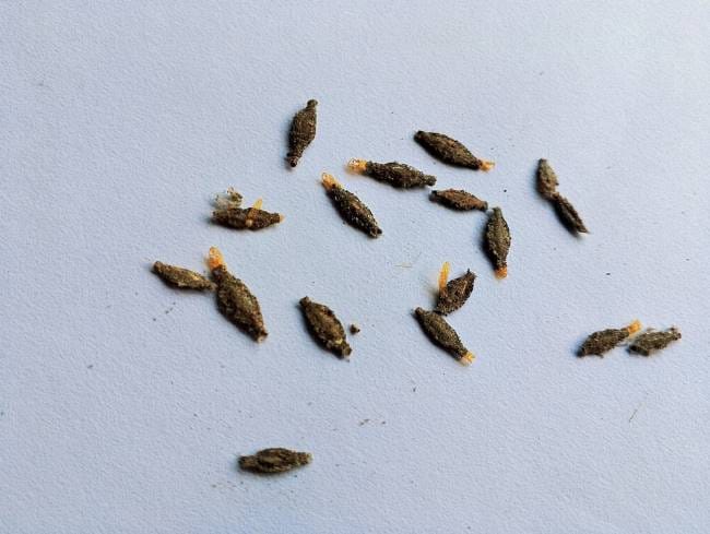 Kamitetep, Kenali Dampak Kesehatan dan Cara Mengusirnya - Alodokter