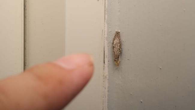 Cara Membasmi Kamitetep dengan Aman dan Efektif di Rumah - Alodokter