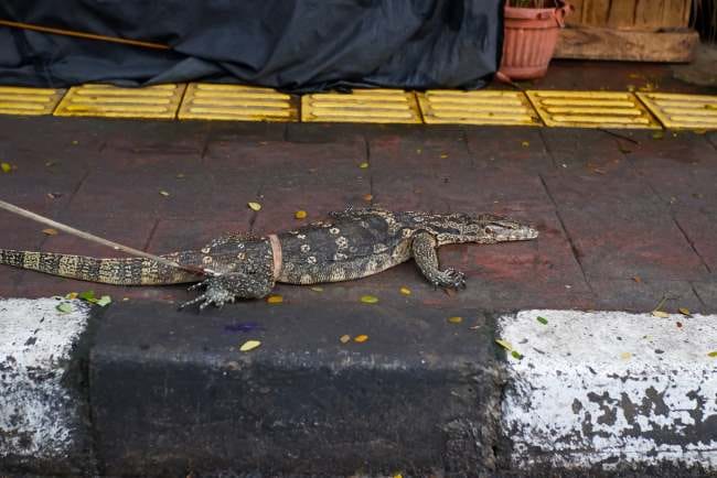 Daging Biawak, Ketahui Manfaat dan Risiko Mengonsumsinya - Alodokter