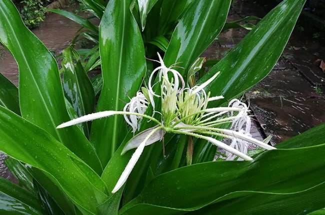 Daun Bakung, Ini Manfaat dan Tips Aman Menggunakannya - Alodokter