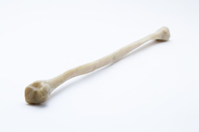 Tulang Pipa, Ketahui Struktur, Gangguan, dan Cara Menjaga Kesehatannya - Alodokter