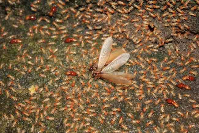 5 Cara Menghilangkan Laron yang Ampuh dan Mudah Dilakukan - Alodokter