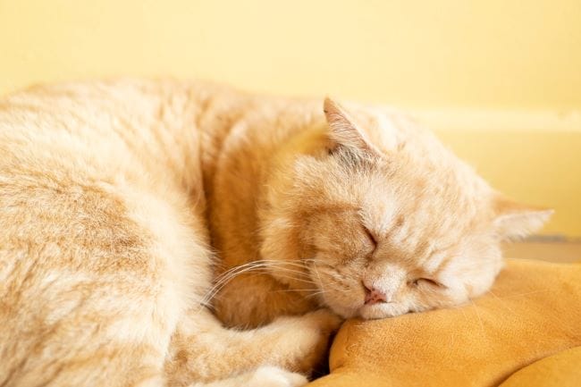 Obat Alami untuk Kucing Lemas dan Tidur Terus yang Aman Diberikan - Alodokter