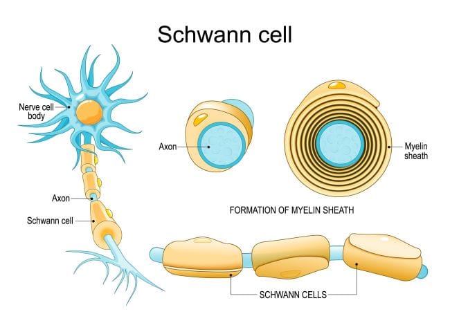 Sel Schwann, Ketahui Fungsi dan Gangguan yang Bisa Terjadi - Alodokter