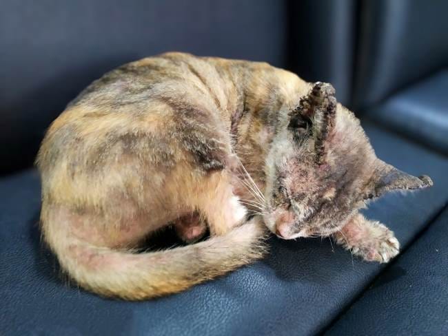 Scabies Kucing Menular ke Manusia, Ini Hal yang Perlu Diketahui - Alodokter