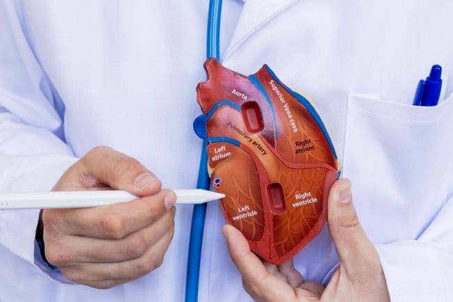 Fungsi Atrium Kiri pada Jantung dan Gangguan yang Perlu Diwaspadai - Alodokter