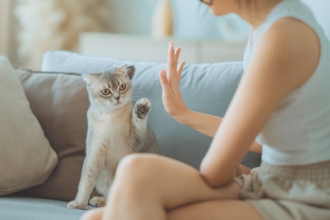 Apakah Kutu Kucing Bisa Menular ke Manusia? Ini Fakta dan Cara Pencegahannya - Alodokter