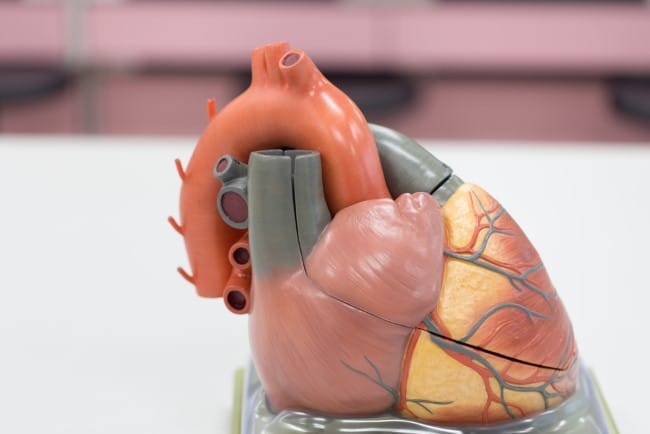 Lapisan jantung, Ketahui Struktur dan Gangguan yang Bisa Terjadi - Alodokter