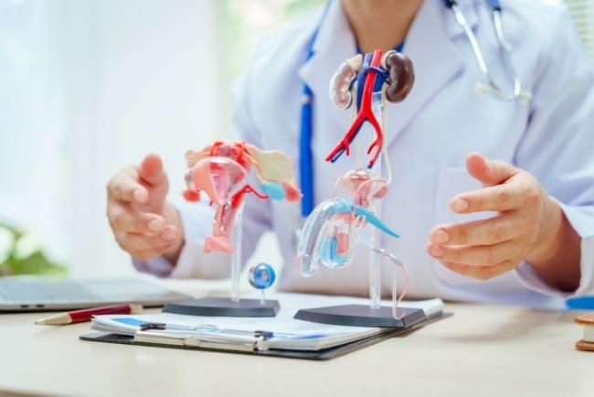 Kelenjar Gonad, Kenali Fungsi dan Gangguan yang Perlu Diwaspadai - Alodokter