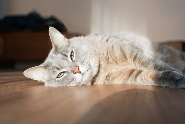 Ciri-Ciri Kucing Keracunan yang Perlu Diwaspadai - Alodokter