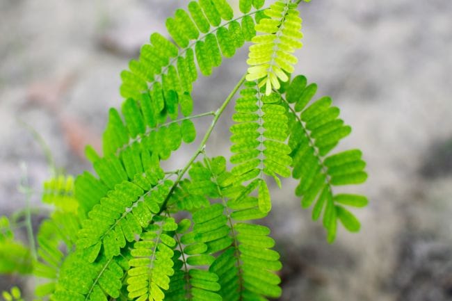 Daun Saga untuk Batuk, Ini Manfaat dan Hal-Hal yang Harus Diperhatikan - Alodokter