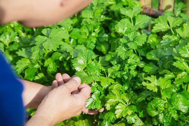 5 Khasiat Daun Seledri untuk Pria yang Jarang Diketahui - Alodokter