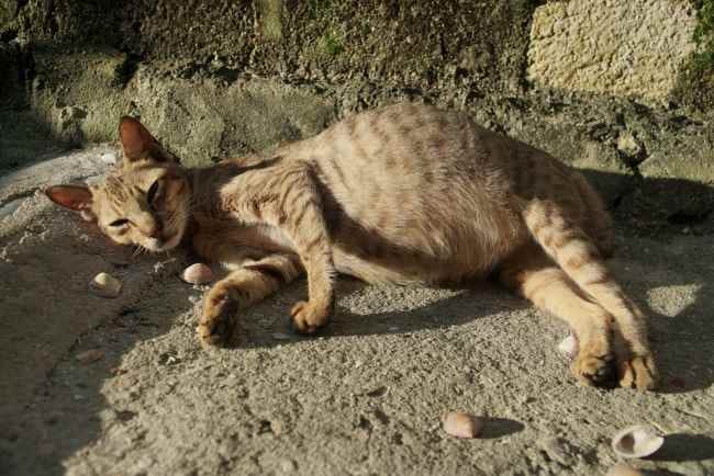 FIP Kucing, Infeksi Serius yang Dapat Berakibat Fatal - Alodokter