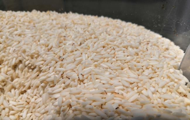 6 Cara Menghilangkan Semut di Beras yang Mudah Dilakukan - Alodokter