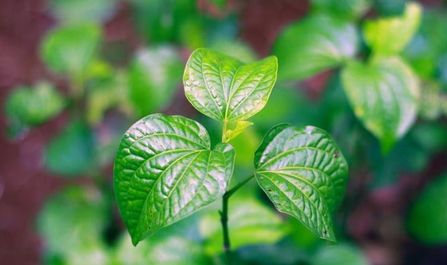 Daun Karuk, Ketahui Kandungan, Manfaat, dan Tips Mengonsumsinya - Alodokter