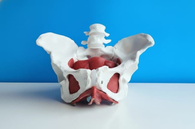 Otot Dasar Panggul, Fungsi dan Cara Melatihnya - Alodokter