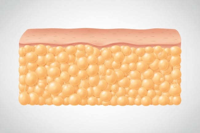 Mengenal Jaringan Lemak dan Fungsinya Bagi Tubuh - Alodokter