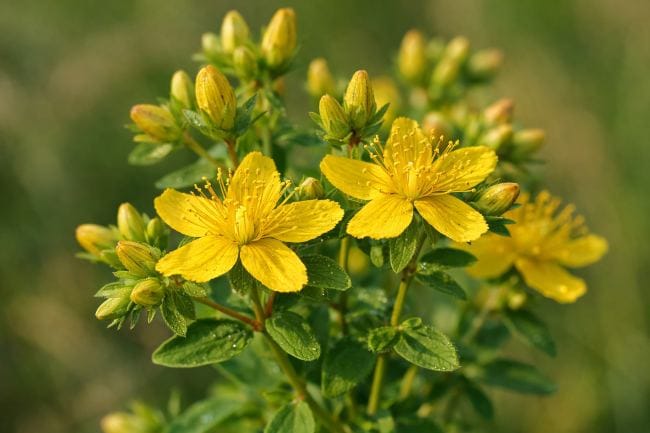 St. John’s Wort, Kenali Berbagai Manfaat dan Aturan Konsumsinya - Alodokter