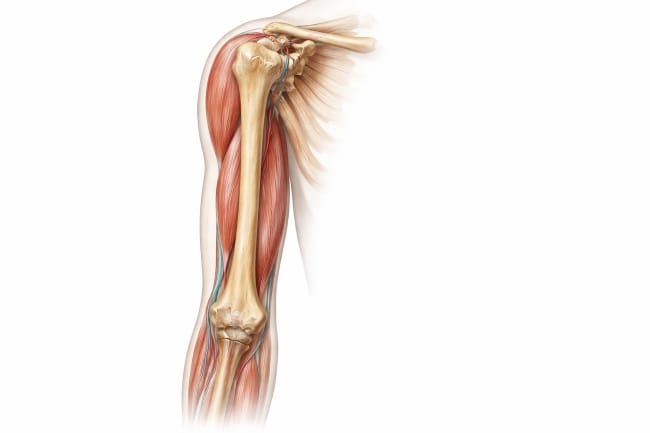 Humerus, Ketahui Fungsi, Gangguan, dan Cara Menjaga Kesehatanya - Alodokter