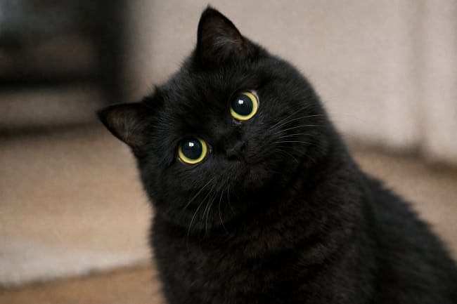 5 Fakta Kucing Hitam, Ini yang Perlu Diketahui - Alodokter