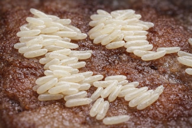 Telur Lalat di Makanan, Kenali Bahaya dan Cara Efektif Mencegahnya - Alodokter