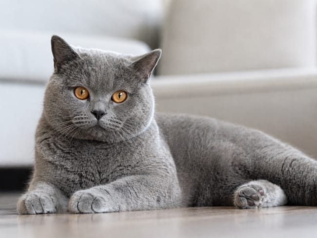 Kucing British Shorthair, Ini Karakter, Risiko Kesehatan, dan Cara Merawatnya - Alodokter