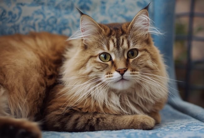 Kucing Maine Coon, Kenali Ciri, Risiko Penyakit, dan Cara Merawatnya - Alodokter