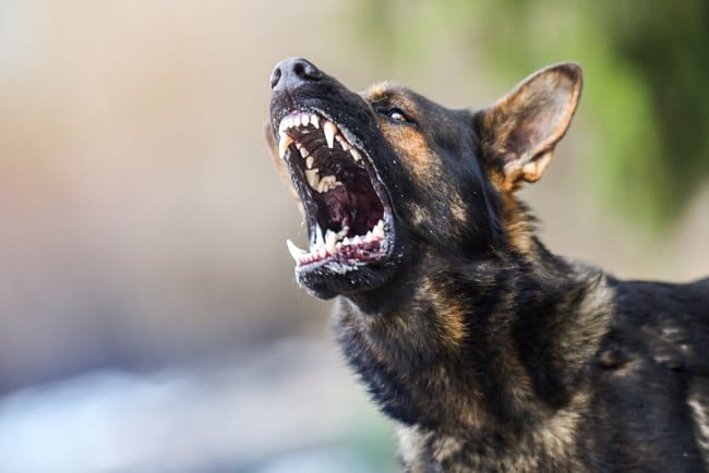 Suara Anjing, Ini Jenis dan Artinya - Alodokter