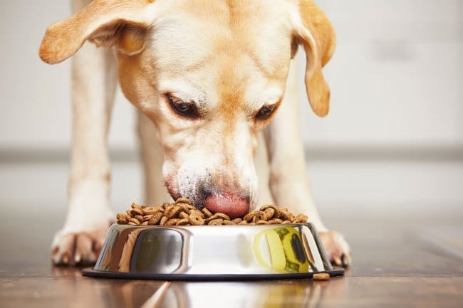7 Makanan Anjing Terbaik dengan Kandungan Nutrisi Lengkap - Alodokter