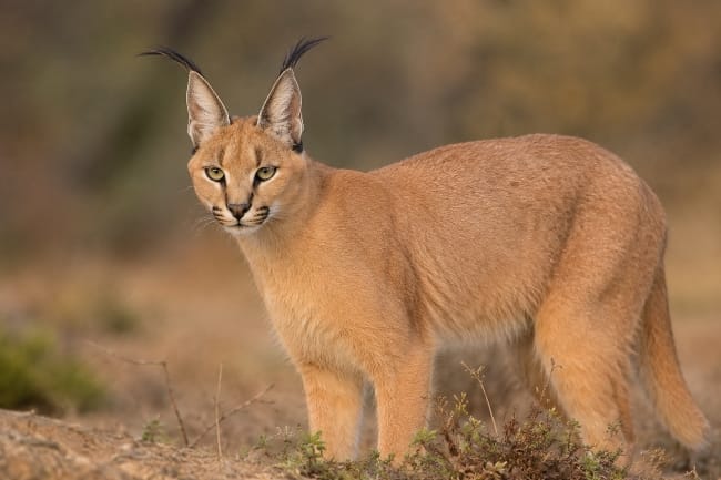 Kucing Caracal, Kucing Eksotis Asal Afrika - Alodokter